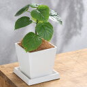 (観葉植物)フィカス ウンベラータ 4号 ボタニースクエアポット 受皿付き!ココヤシファイバー 観葉植物 おしゃれ 卓上サイズ
