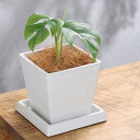 (観葉植物)ヒメモンステラ 4号 ボタニースクエアポット 受皿付き!ココヤシファイバー 観葉植物 おしゃれ 卓上サイズ