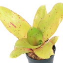 (観葉植物)ビバリウムプランツ ネオレゲリア ’チキータリンダ’ 3cmポット(1ポット)タンクブロメリア