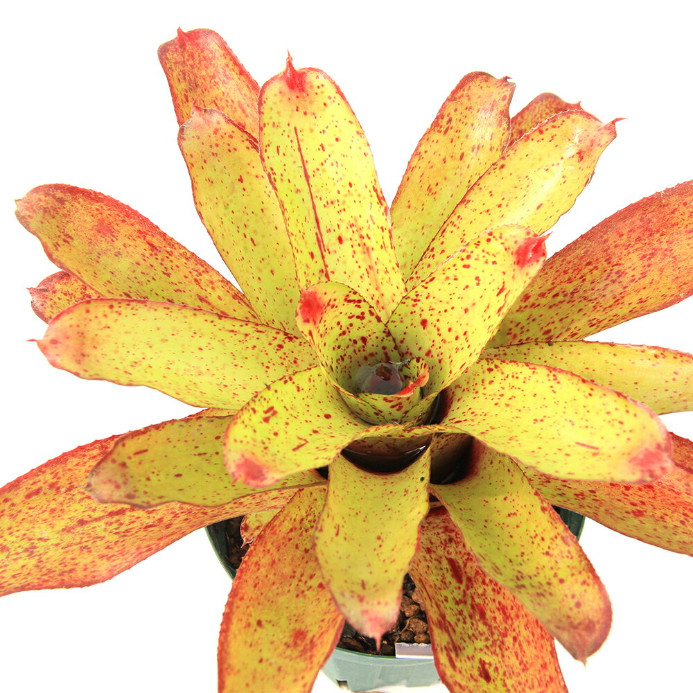 （観葉植物）ネオレゲリア　sp．　3号（1株）タンクブロメリアのサムネイル