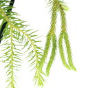 シダ （観葉植物）シダ　リコポディウム　フペルジア　スクアローサ　ニューギニア　吊り鉢タイプ　5号（1鉢）【HLS_DU】