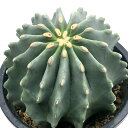 （観葉植物）サボテン　フェロカクタス　刺無王冠竜（トゲナシオウカンリュウ）　5号（1鉢）【HLS_DU】