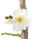 （観葉植物）ウメ　緑萼梅（リョクガクバイ）　白花　5号（1ポット）【HLS_DU】