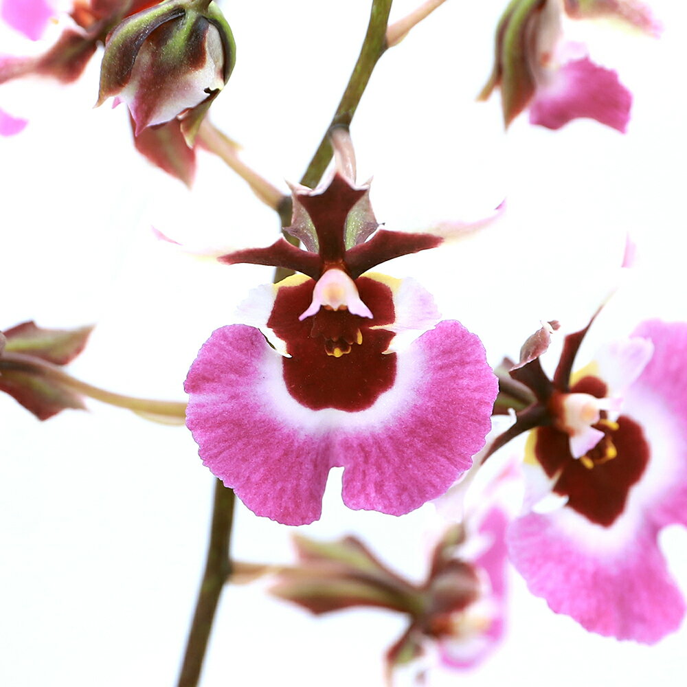 （観葉植物）洋ラン　トルムニア　ピンクパンサー　板付け（1株）【HLS_DU】のサムネイル