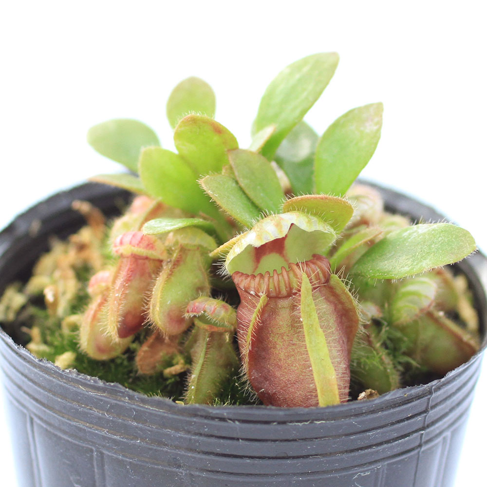 （食虫植物）セファロタス フォリキュラリス 2号（1ポット）