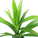 (観葉植物)ニオイタコノキ 4号(1鉢)