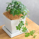 (観葉植物)パーセノシッサス シュガーバイン 4号 ボタニースクエアポット 受皿付き!ココヤシファイバー 観葉植物 おしゃれ 卓上サイズ