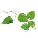 (観葉植物)ポトス おまかせポトスのつる 約20cm(1本)