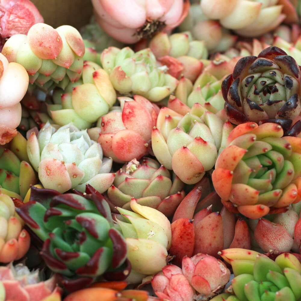 （観葉植物）カット苗　韓国苗　ミニサイズ　エケベリアミックスセット（10株）　品種名の表記なし　発根管理中　寄せ植えにおすすめ【HLS_DU】のサムネイル