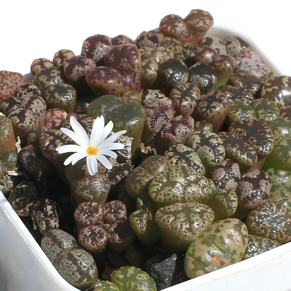 （観葉植物）コノフィツム　ペルシダム　2号（1ポット）のサムネイル