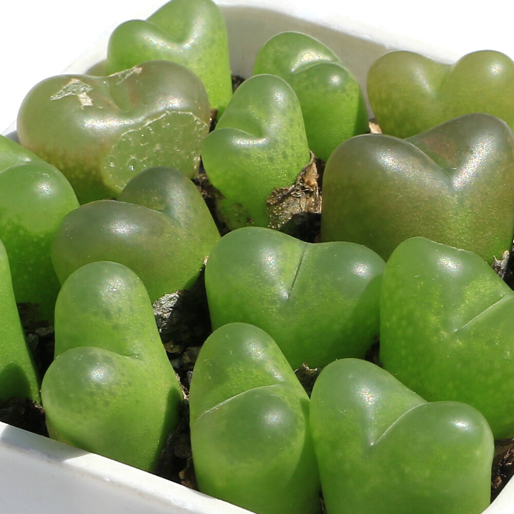 （観葉植物）コノフィツム　マウガニーMIX　2号（1ポット）のサムネイル