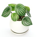 (観葉植物)スイカペペ マットボールM植え(1鉢) 受皿付 軽石砂 鉢植え おしゃれ 室内 プレゼント