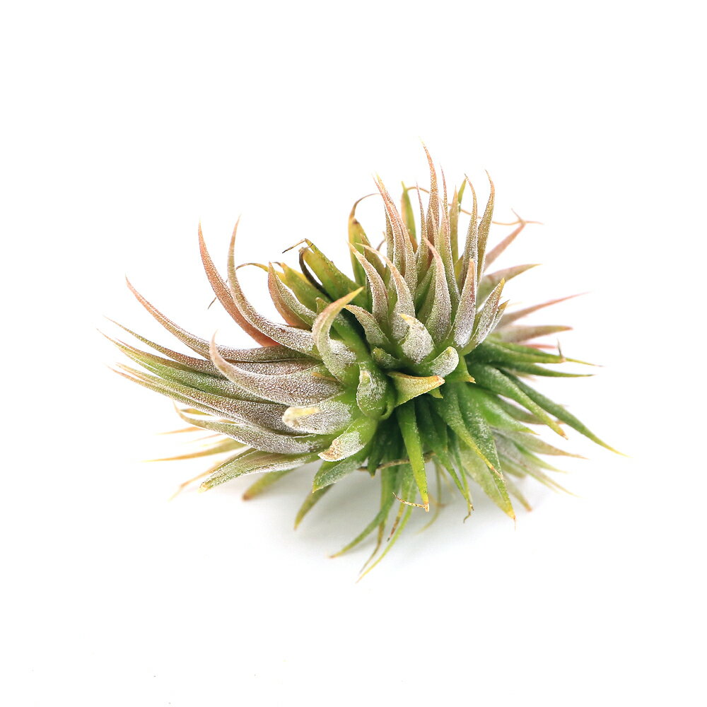 （観葉植物）エアープランツ チランジア イオナンタ ヘーゼルナッツ クランプ（1株）