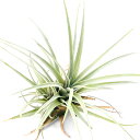 (観葉植物)エアープランツ チランジア ミマ チリテンシス(1株)
