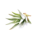 (観葉植物)エアープランツ チランジア コマラパエンシス(1株)