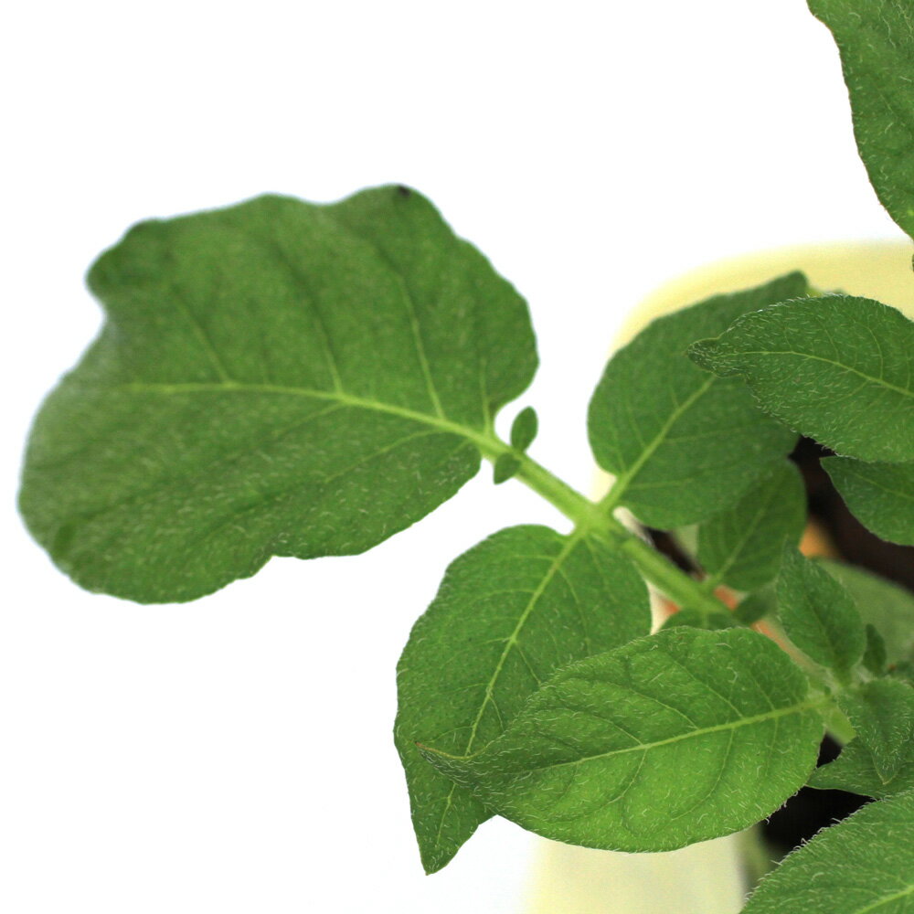 （観葉植物）野菜苗　ジャガイモ　キタアカリ　3．5号（1ポット）　家庭菜園【HLS_DU】