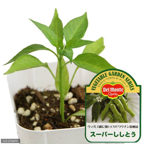 （観葉植物）デルモンテ　野菜苗　トウガラシ　スーパーししとう　3号（3ポット）　家庭菜園【HLS_DU】