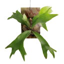 (観葉植物)一点物 ビカクシダ ヒリー ’ンガサイ’ 板付け(1株)