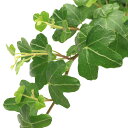 (観葉植物)ヘデラ(アイビー) ダックフット 3号(1ポット)
