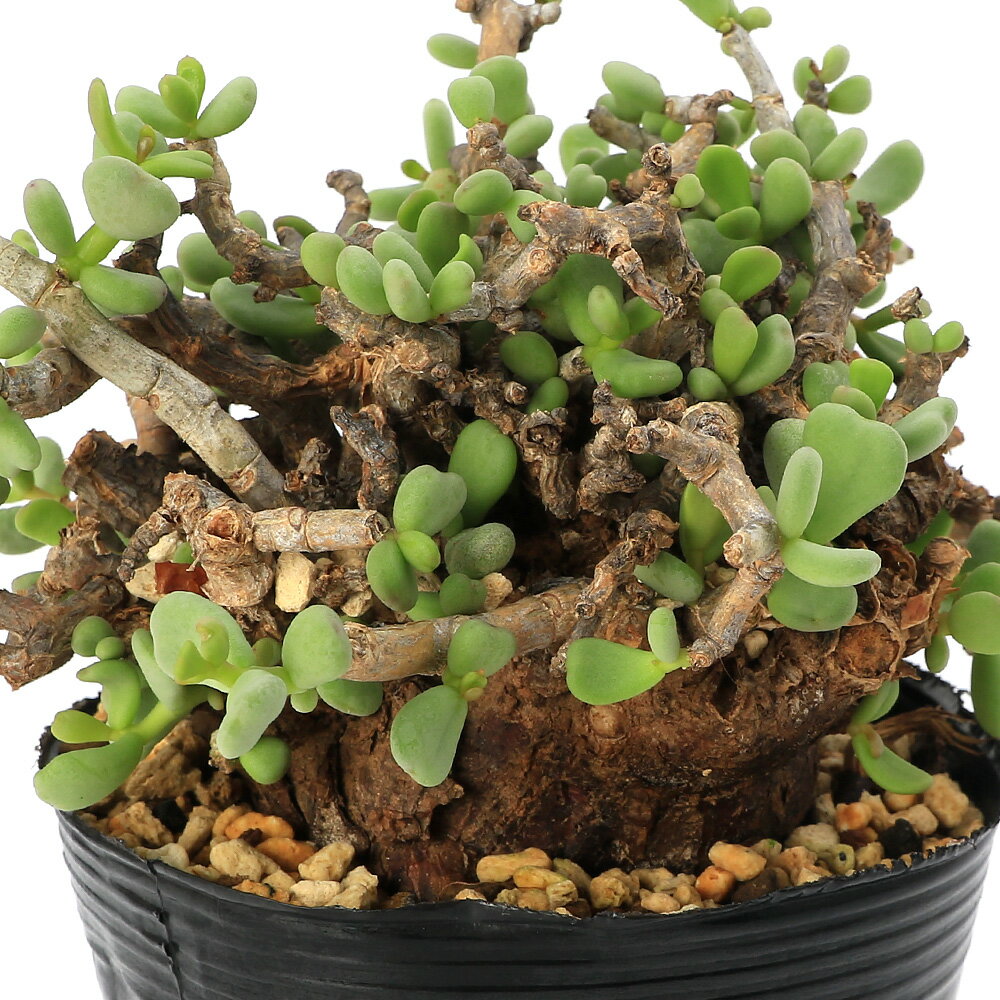 ケラリア ピグマエア 実生株 雌雄セット 種子 Ceraria Pygmaea(観葉 