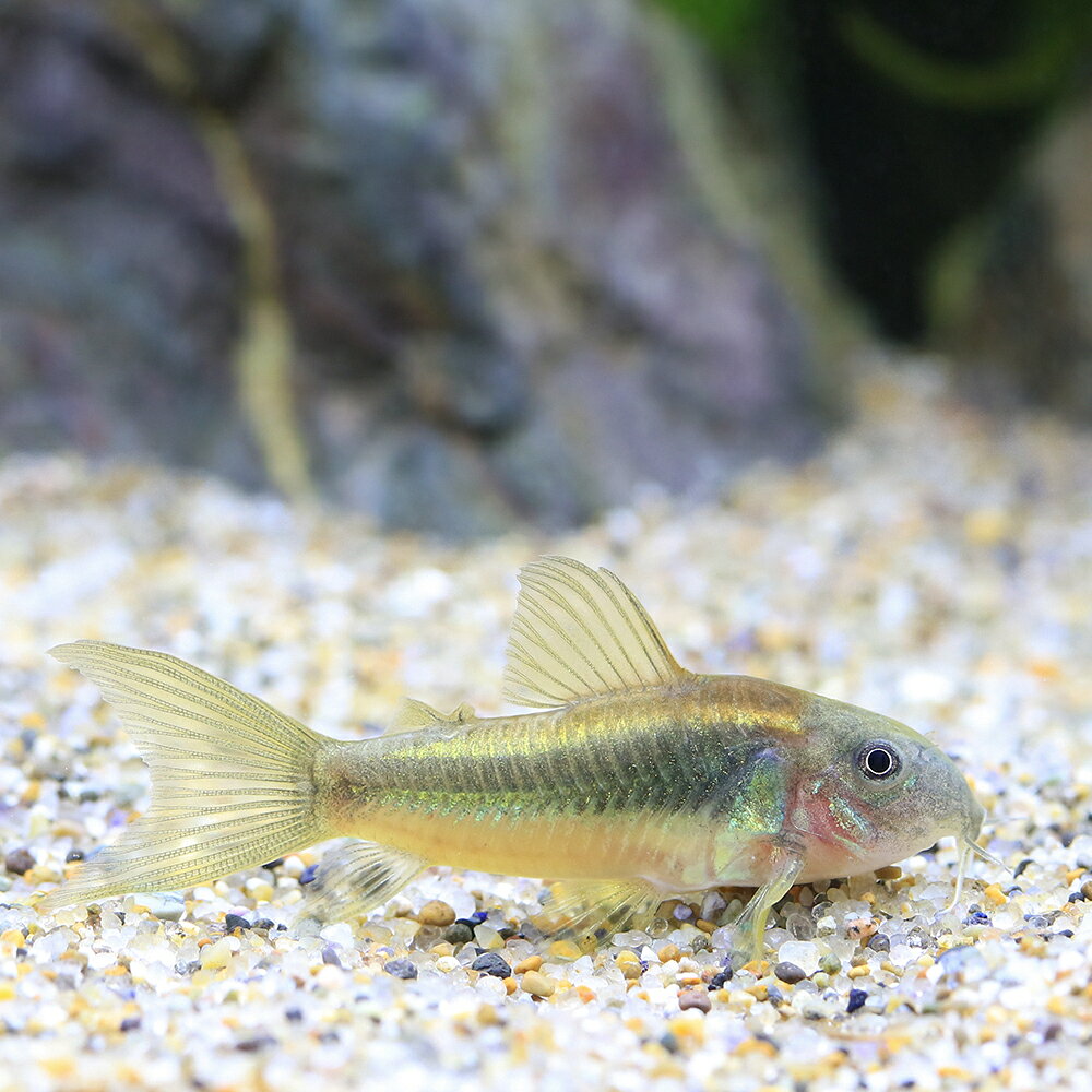 （熱帯魚）コリドラス・イルミネータス　ゴールド　ロングフィン（ブリード）（1匹）　北海道・九州航空便要保温