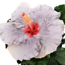 (観葉植物)ハイビスカス デニムブルー 5号(1鉢)