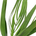 (観葉植物)ヤシ ココスヤシ(ヤタイヤシ) 5号(1ポット)