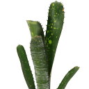 (観葉植物)ビルベルギア ’カルサイト’ タイ産 2号(1株)タンクブロメリア