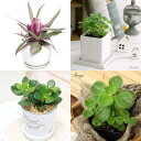 (観葉植物)当店人気商品! 簡単置くだけインテリアグリーン 陶器鉢植え(3鉢セット)