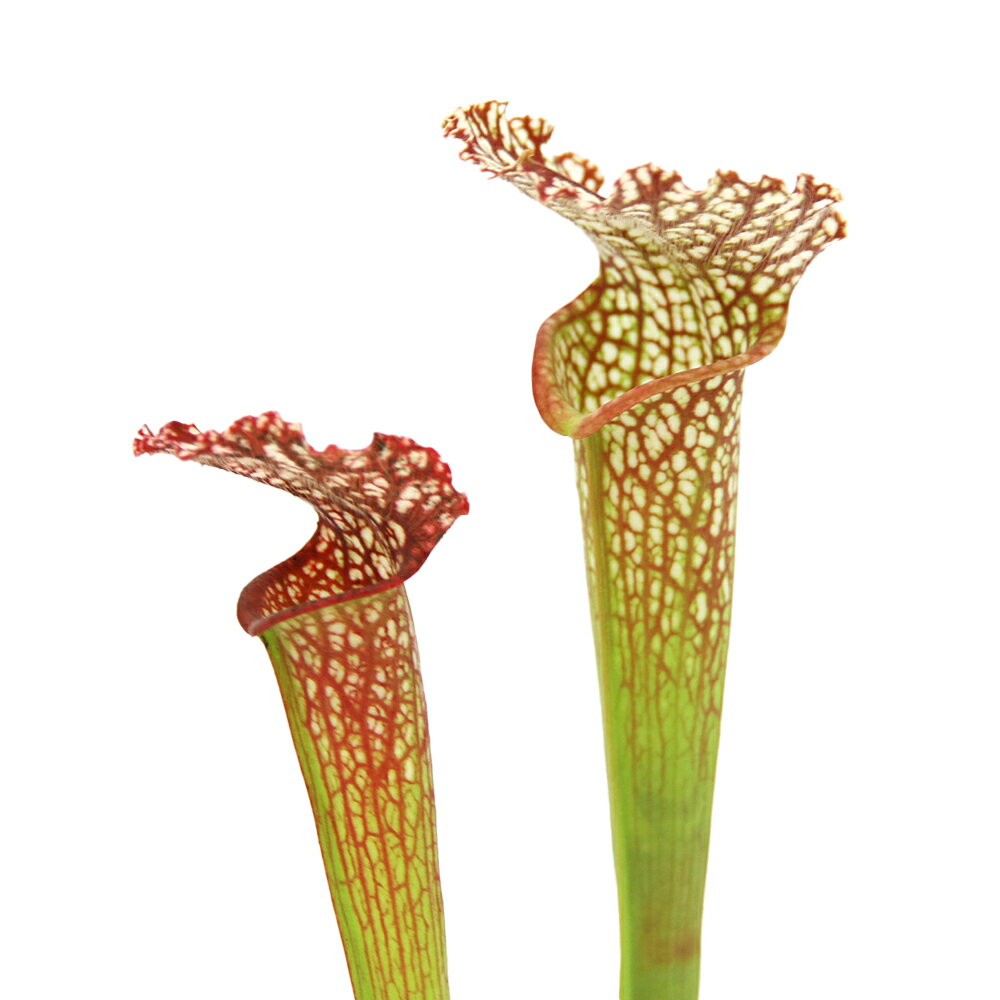 （食虫植物）サラセニア　レウコフィラ　ハイブリッド　2．5〜3号（1鉢）のサムネイル