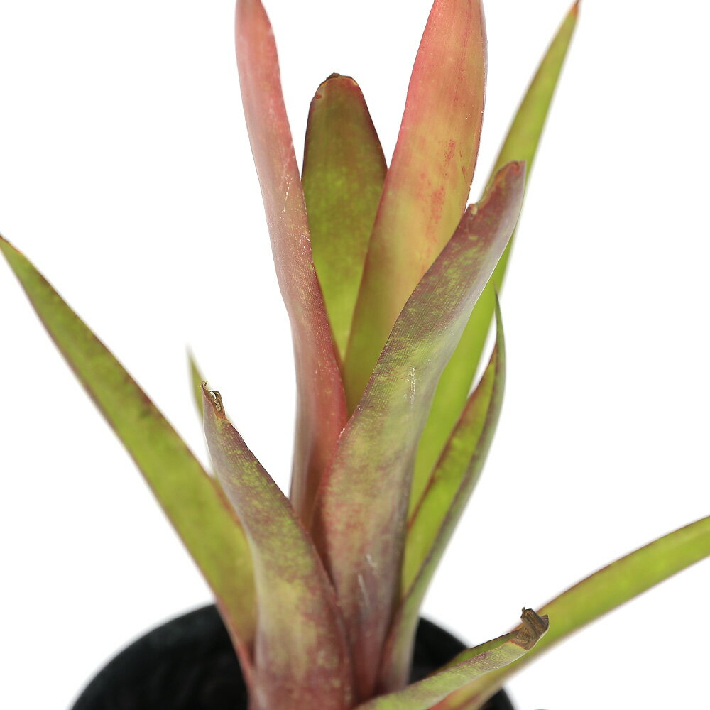 （観葉植物）ビルベルギア ’ビードルバーグ’ 3号（1株）