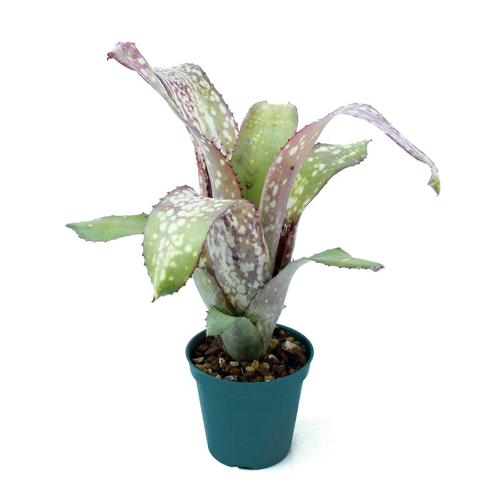 （観葉植物）一点物 ビルベルギア ’アラカイ’（1株）タンクブロメリア