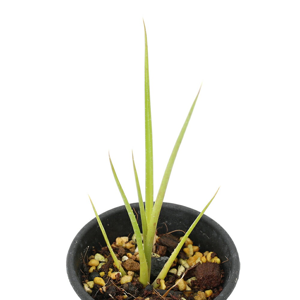 樂天商城 - （観葉植物）ネオレゲリア　’ウィルソニアナ’ブラウンフォーム　2．5号（1鉢）タンクブロメリア
