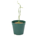 (多肉植物)ドリミア sp.ウェルコム 3号(1鉢)