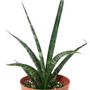 (観葉植物)インテリア サンスベリア ファーンウッド 2.5号(1鉢)