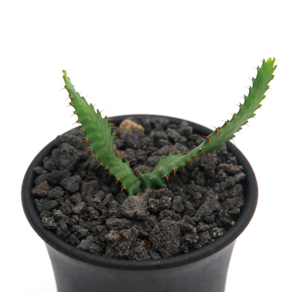 楽天市場】飛竜 ユーフォルビアの通販