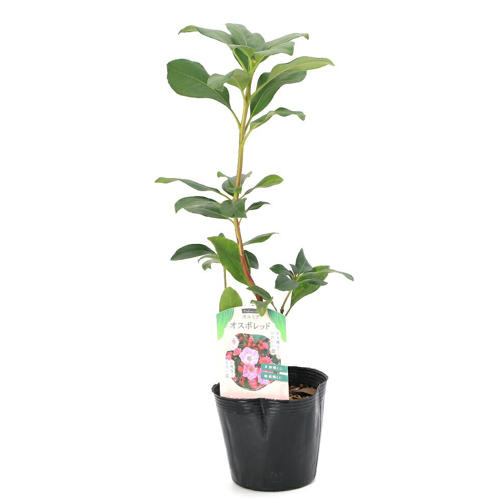 楽天市場】スキミア（鉢花｜花・観葉植物）：花・ガーデン・DIY