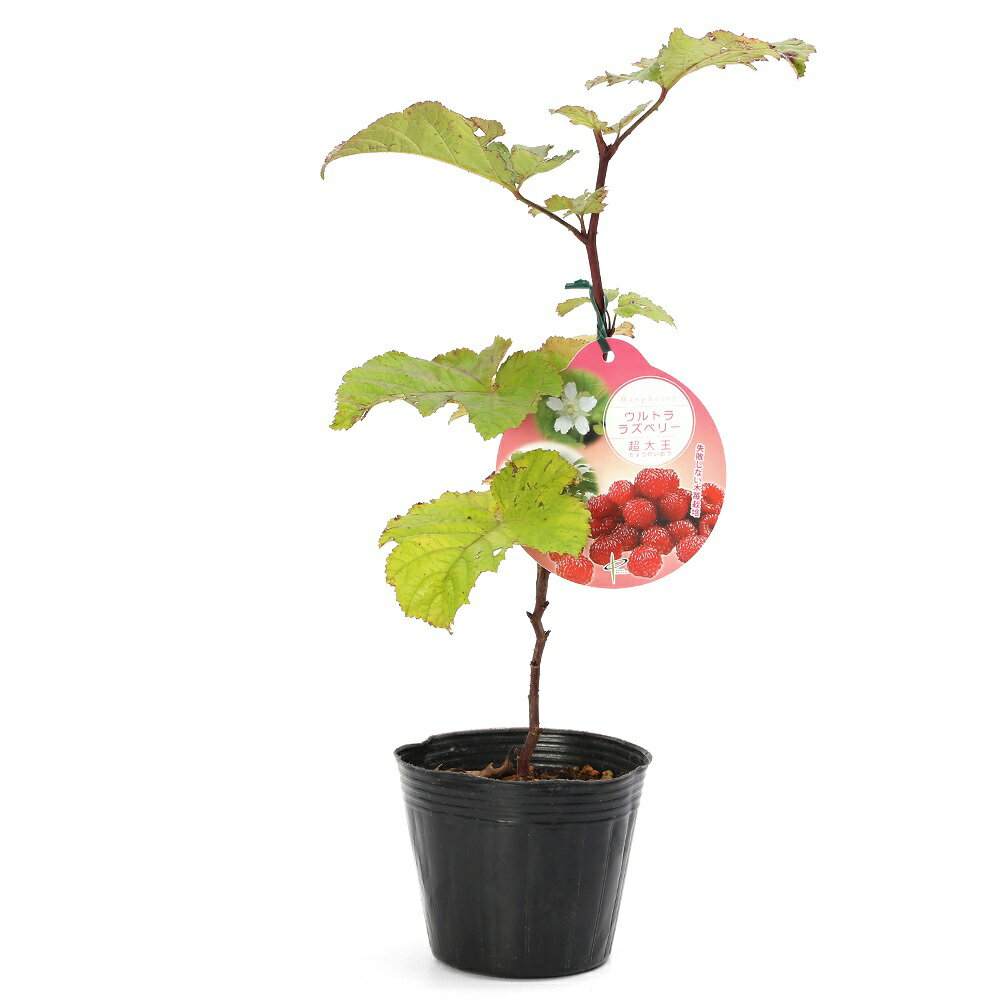 果樹苗ラズベリー超大王レッドドリー...