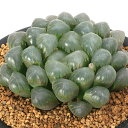 (多肉植物)ハオルチア BO−1 3号(1鉢)