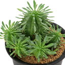 (多肉植物)ユーフォルビア 笹蟹丸×瑠璃晃 3号(1鉢)