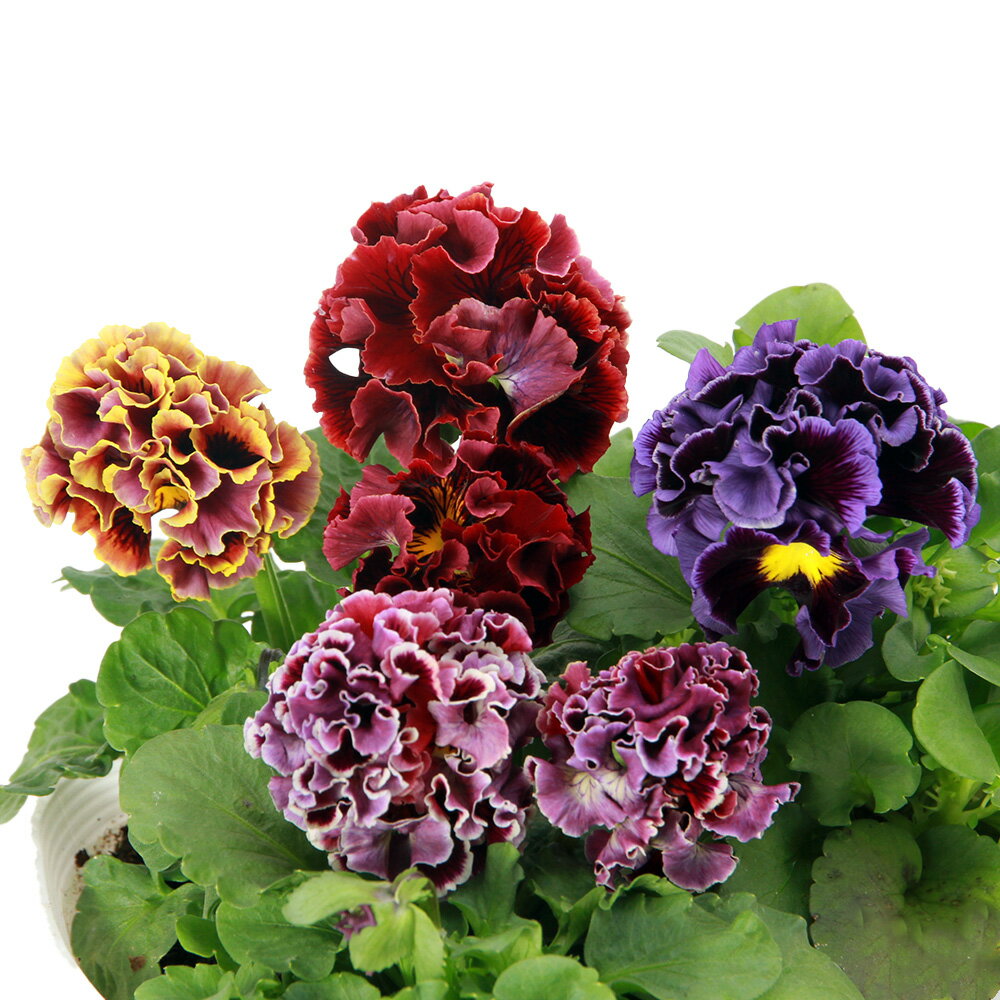 （観葉植物）パンジー　カーリーウィッチ　3.5号（1ポット）のサムネイル