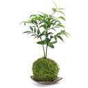 (観葉植物)苔玉皿付き!苔玉 ナギ(1個) 益子焼 刷毛目