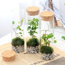 (観葉植物)苔テラリウム インテリアプランツ スタンドガラス(5個) コケテラリウム 苔テラ コケテラ 苔 インテリア