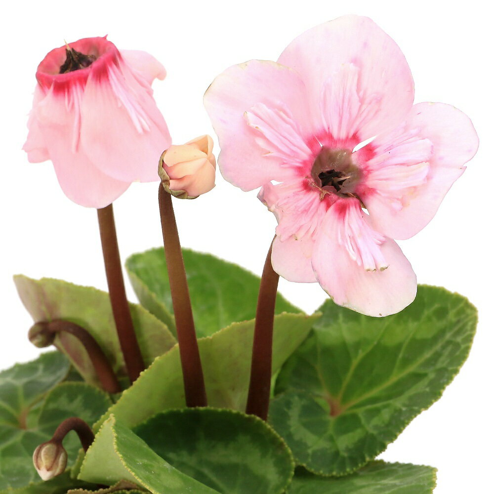 （観葉植物）シクラメン　イリュージア　ピンクラテ　3号（1鉢）のサムネイル