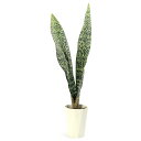 (多肉植物)サンスベリア アブリティアナ 6号(1鉢)