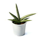 (観葉植物)サンスベリア アイスマン 4号(1鉢)