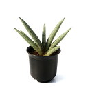 (観葉植物)サンスベリア スノーボーイ 4号(1鉢)