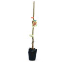 (観葉植物)果樹苗 栗 美久里 5号(1ポット) 家庭菜園