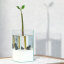 (観葉植物)小さい インテリア おまかせヒルギ栽培セット 白流石Ver.