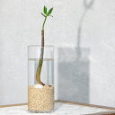 (観葉植物)小さい インテリア おまかせヒルギ栽培セット 貝がらVer.